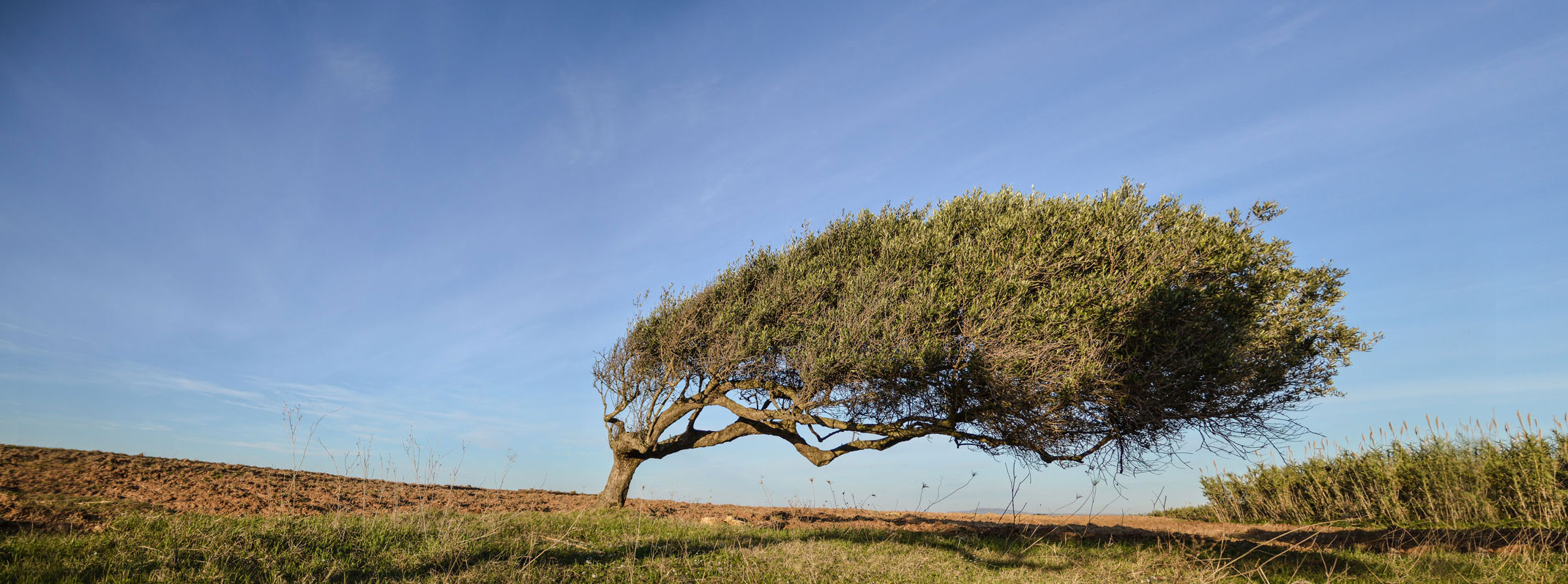 Olivenbaum-vom-Wind-geformt